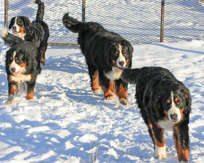 Bernese headed cross country